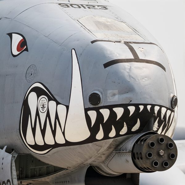 warthog